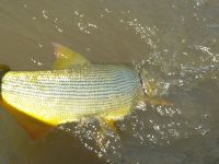 Foto de pesca con mosca