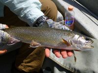 Foto de pesca con mosca