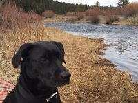 Pooch on watch for fish!