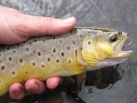 A brown from the Bushmans River