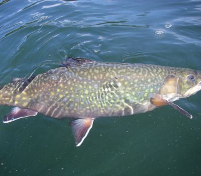 De-Mystifying Stillwater Fly Fishing For Trout - Brian Chan