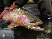 An Idaho rainbow takes a quick look at snowy surroundings during release. Photo Bryan Huskey/SCO