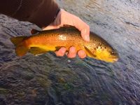 Fly fishing picture