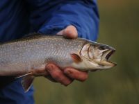 Fly fishing picture