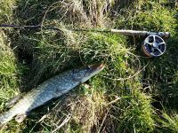 55cm Pike.