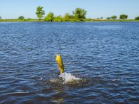 Fly fishing picture