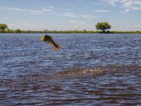 Fly fishing picture