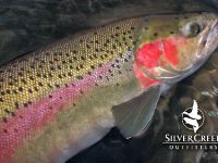 Salmon River, Idaho Steelhead. Bryan Huskey Photo