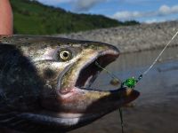 Fly fishing picture