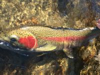 Salmon River Idaho Steelhead