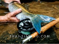Fly Fishing Collaborative in Thailand