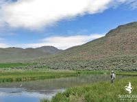 Silver Creek trout takes a leap. Bryan Huskey Photo