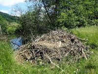 Proof of a healthy environment is this beaver den