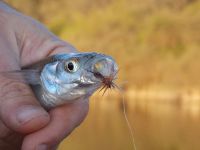 Foto de pesca con mosca