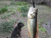 Foto de pesca con mosca