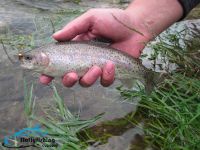 Foto de pesca con mosca