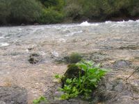 Foto de pesca con mosca