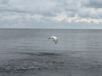 Foto de pesca con mosca