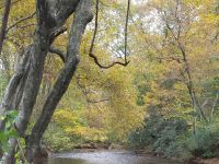 Fly fishing picture