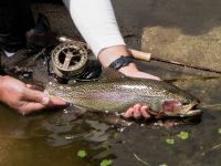 Fly fishing picture