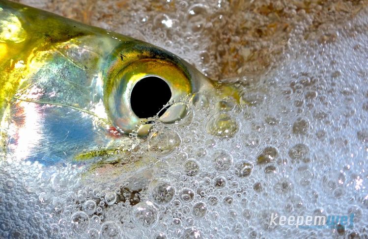 Hey ladies!! Mexican ladyfish enjoying a quick #keepemwet photo session. 