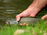 Fly fishing picture