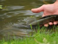 Fly fishing picture