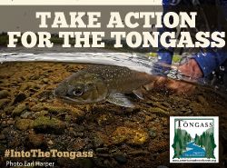 Take Action for The Tongass