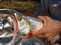 Foto de pesca con mosca