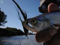 Fly fishing picture