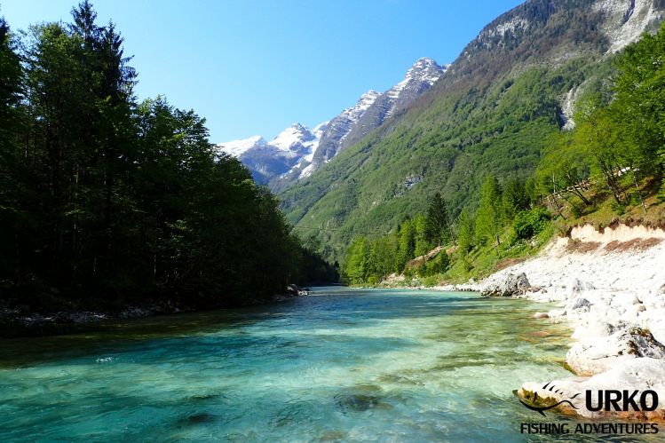 Picturesque  valley ... Soča River is managed by Fisheries Research Institute of Slovenia