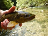 Fly fishing picture