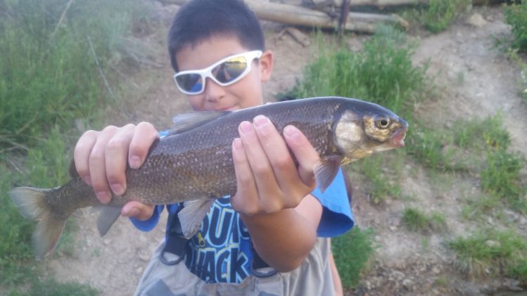 My 11 year old first Mt white fish