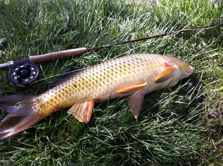 Ever wonder why carp are so fast and powerful? Check out the tail.