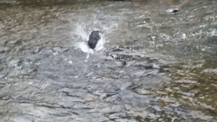 Diving Carp fishing dog