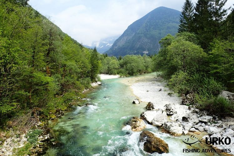 Soča River is managed by Fisheries Research Institute of Slovenia