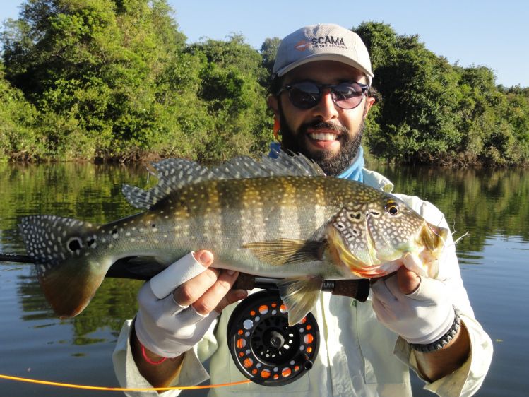 Peacock Bass Fly-fishing Situation – Guímel Cursino shared this