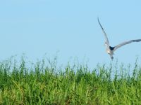 Fly fishing picture