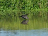 Fly fishing picture