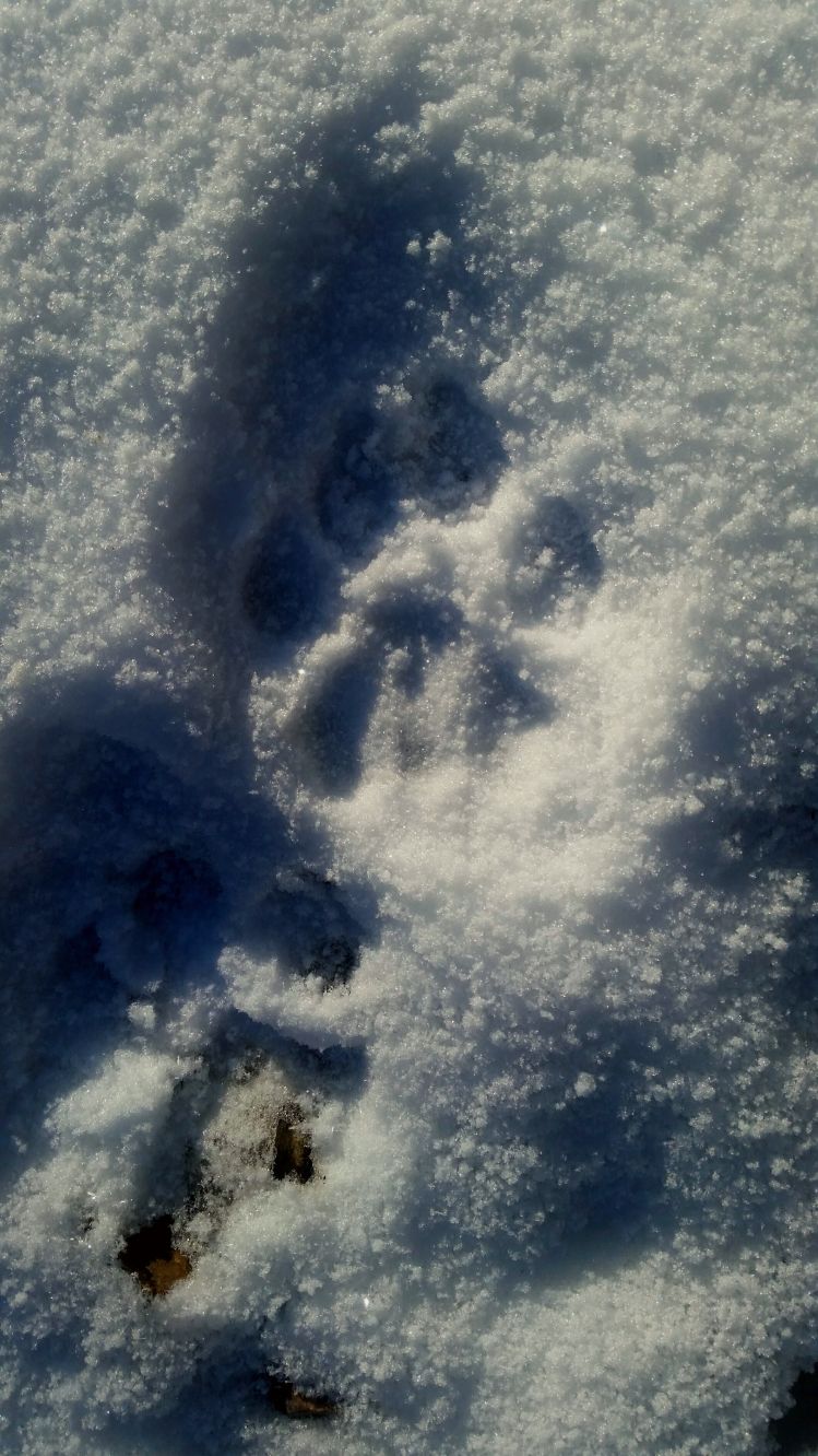 Cougar tracks in the fresh snow going right past my favorite spot
