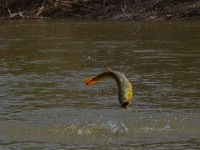 Fly fishing picture