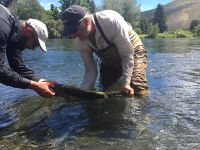 Fly fishing picture