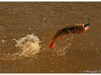 Foto de pesca con mosca