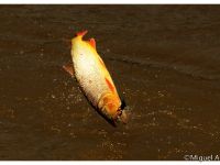 Foto de pesca con mosca