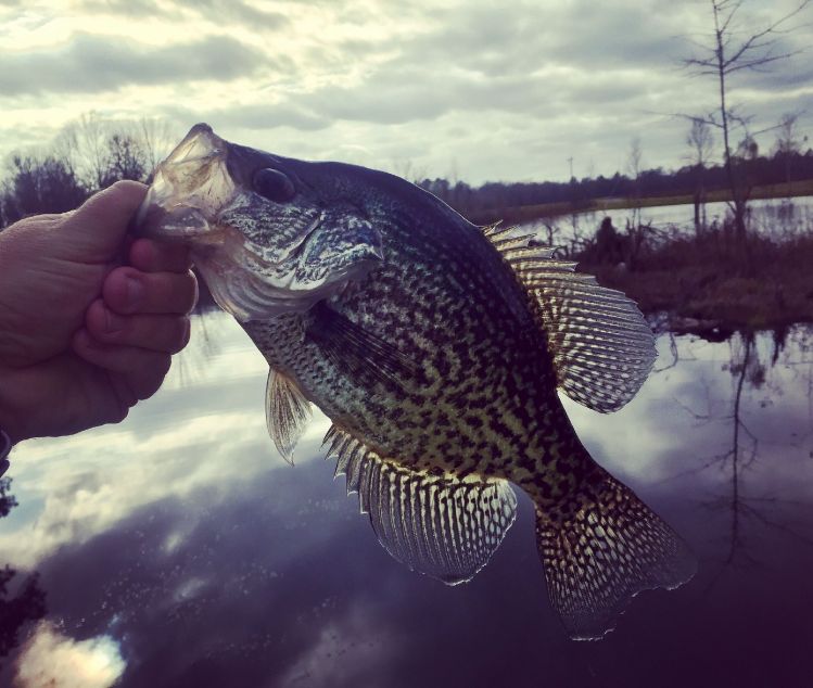 CRAPPIE... on a 4 wt flyrod and a Wooly Bugger= Awesome!