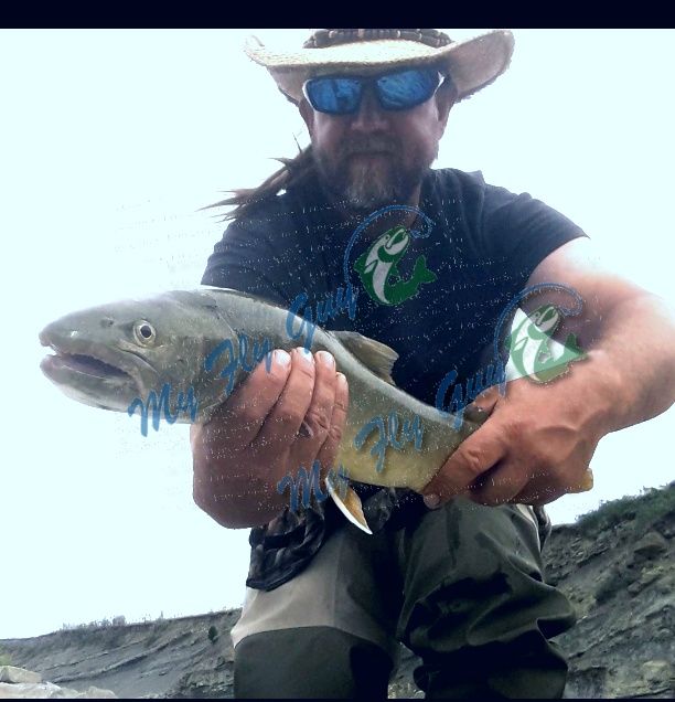 If you've ever wanted to get into Bull Trout get a hold of me at myflyguy.ca