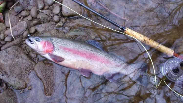 Rainbow trout from river Reka