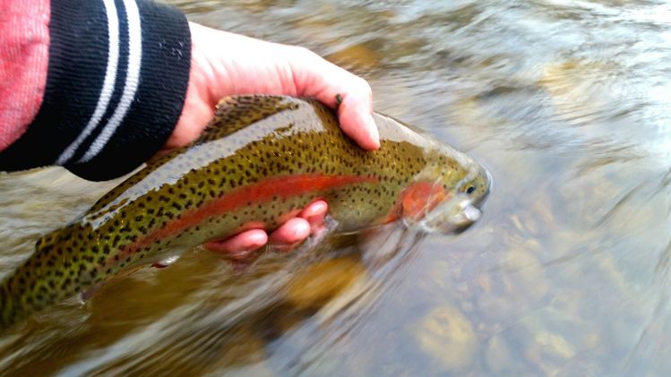 Beautiful colored provo river bow