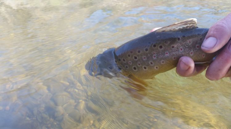 To many good pics on this trip fished the strawberry pinnacles and provo river in one day.