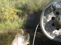 Fly fishing picture